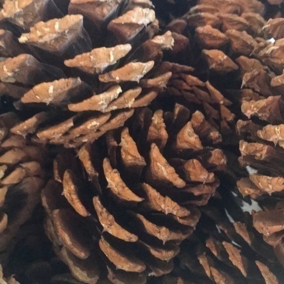 Pinecone Bundle of Montana Pinecones for crafting - Picture 3 of 7